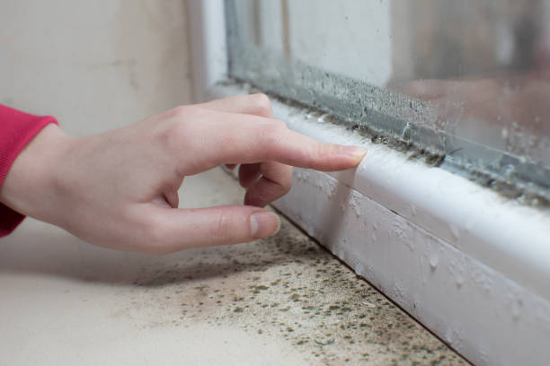 Best Mold Odor Removal Services  in Palm City, FL